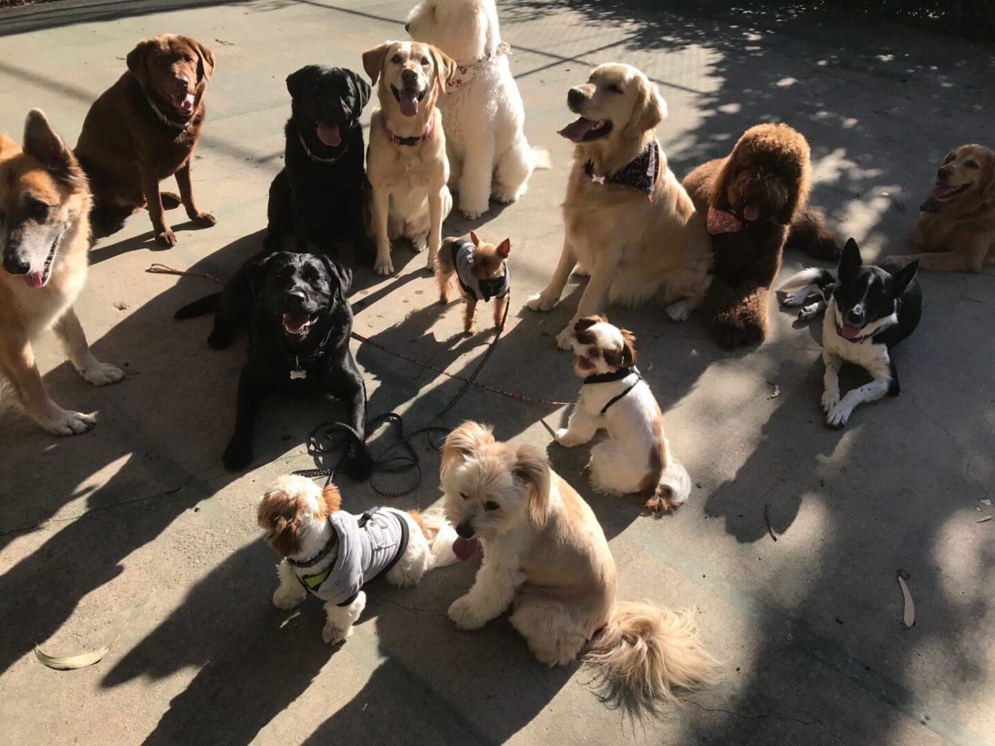 A group of dogs sitting on the ground.