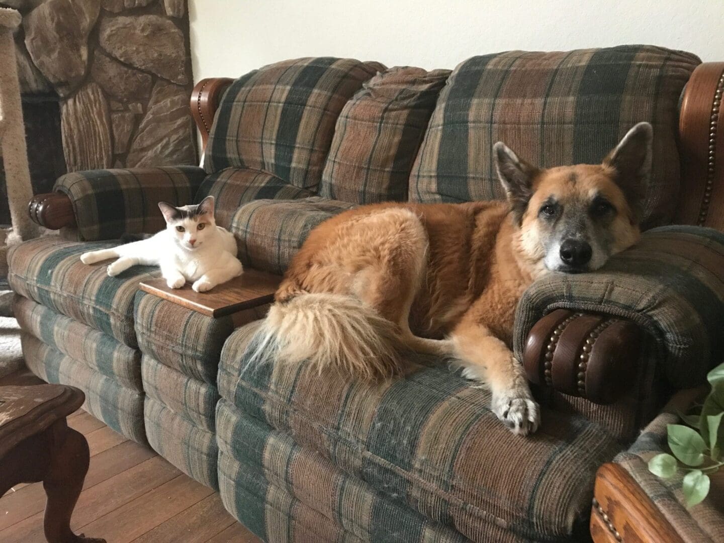 A dog and cat are sitting on the couch.