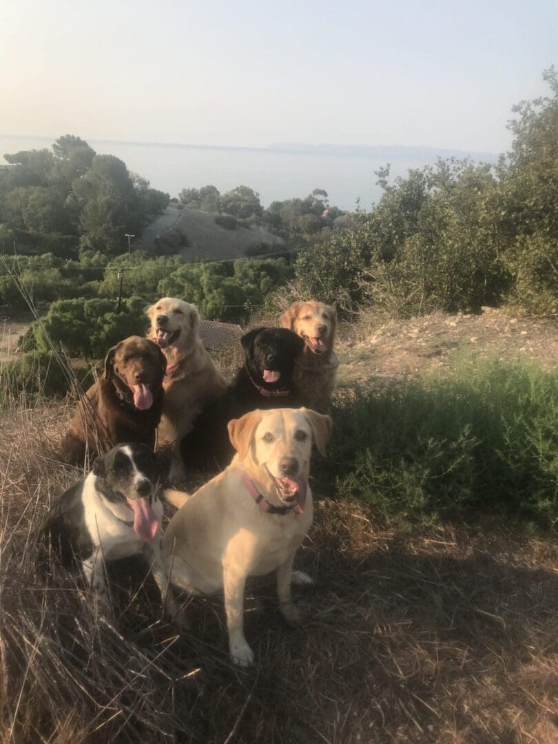 A group of dogs standing in the grass.