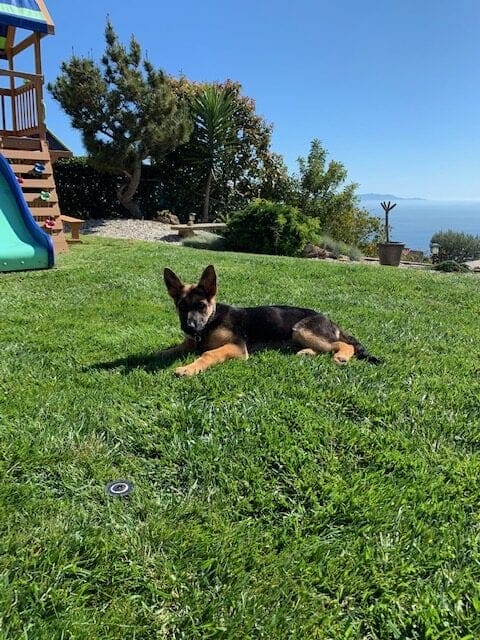 A dog laying in the grass near a slide.