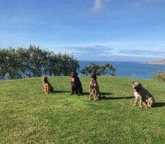 Four dogs sitting in a field with the ocean behind them.