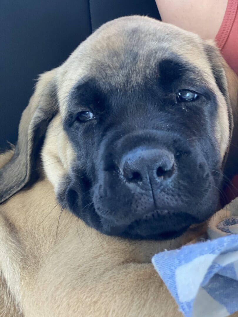 A close up of a dog 's face with its eyes closed