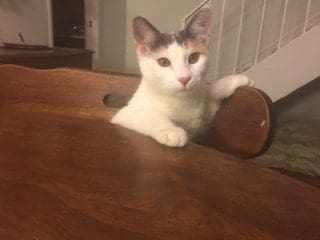 A cat sitting on top of a wooden table.