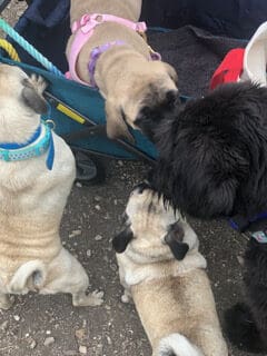 A group of dogs sitting next to each other.