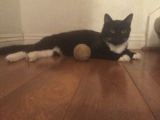 A cat laying on the floor with its head down.