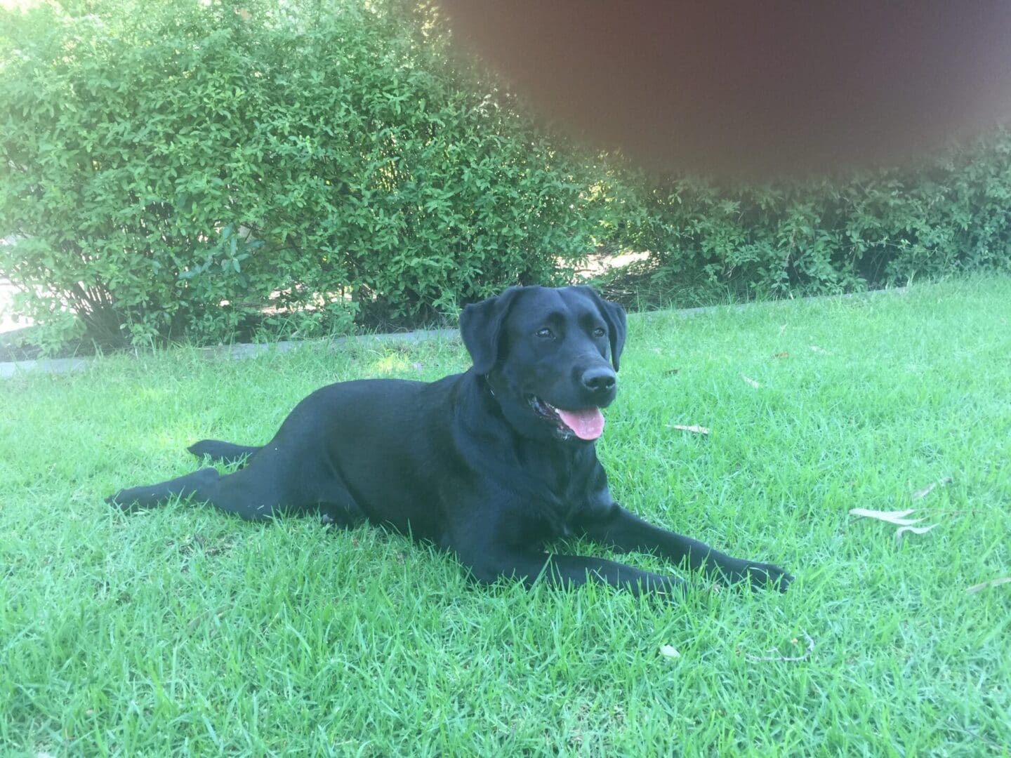 A black dog laying in the grass next to a tree.