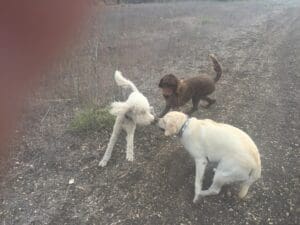 Three dogs playing with each other in a field.