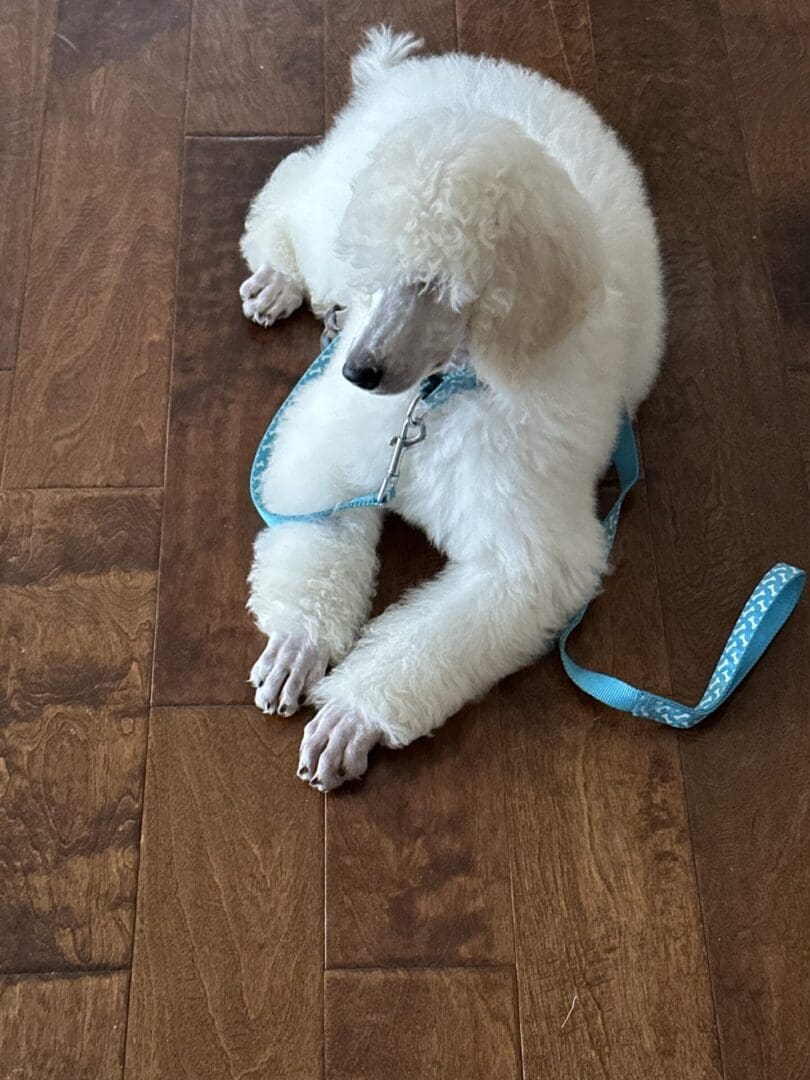 A white dog laying on the ground with its head down.