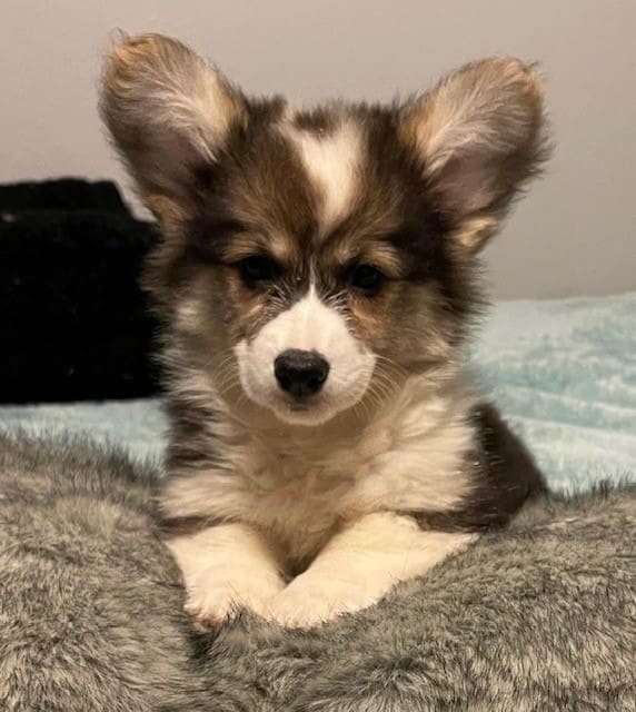 A puppy is laying on the bed looking at the camera.