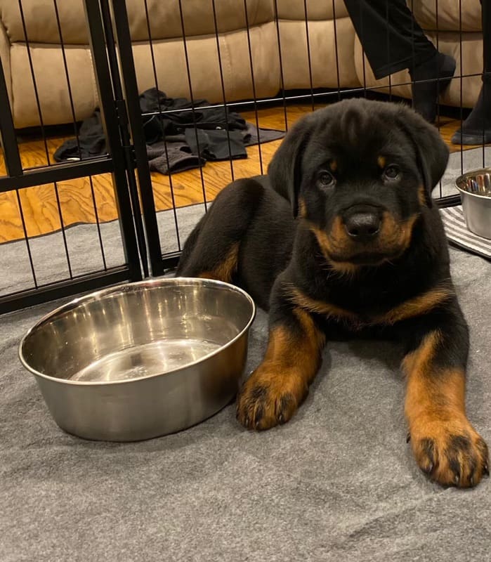 A puppy sitting next to a bowl of water.