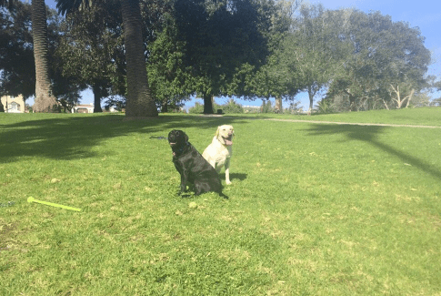 Two dogs in a field with trees and sky