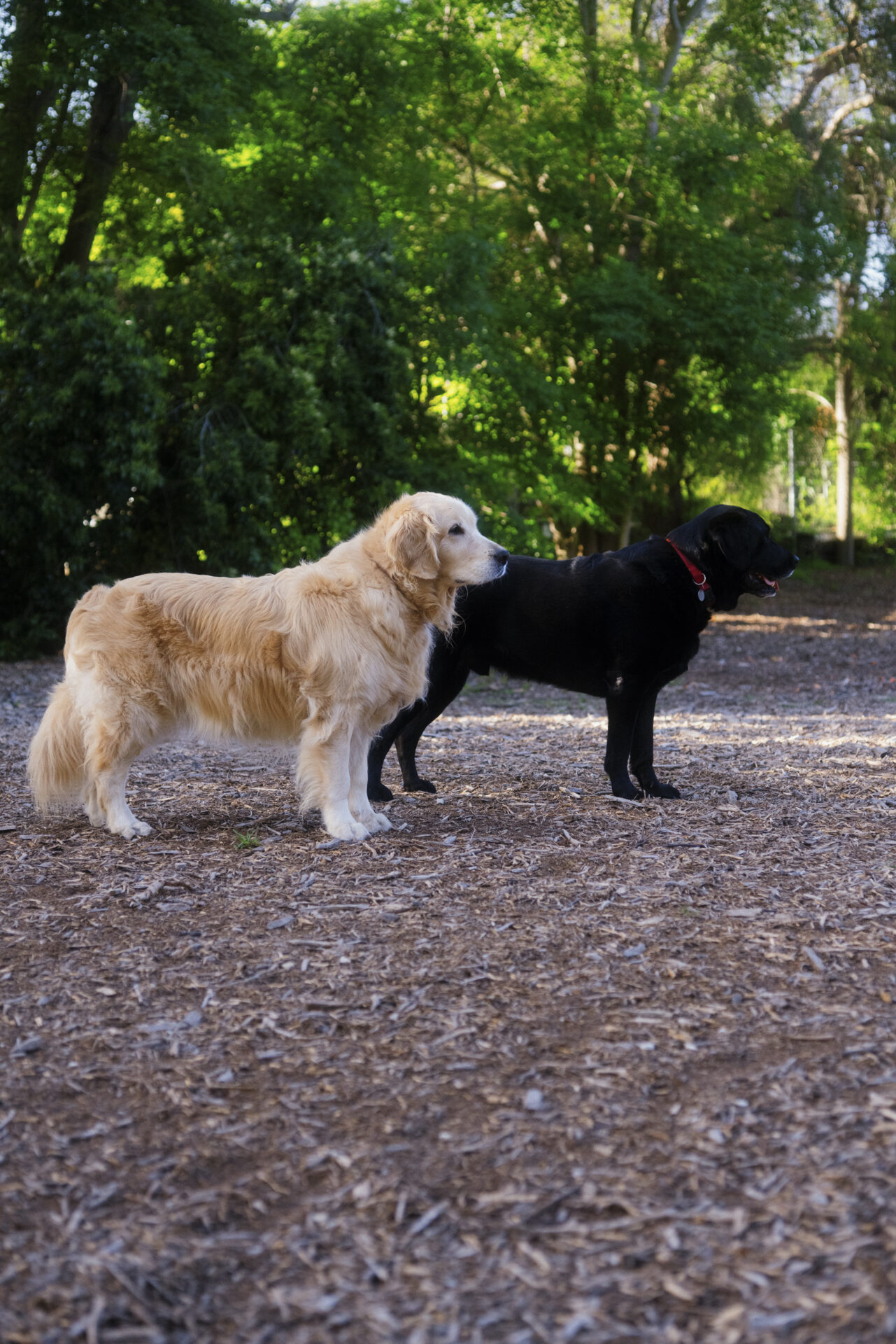 Two dogs standing next to each other on a gravel path.