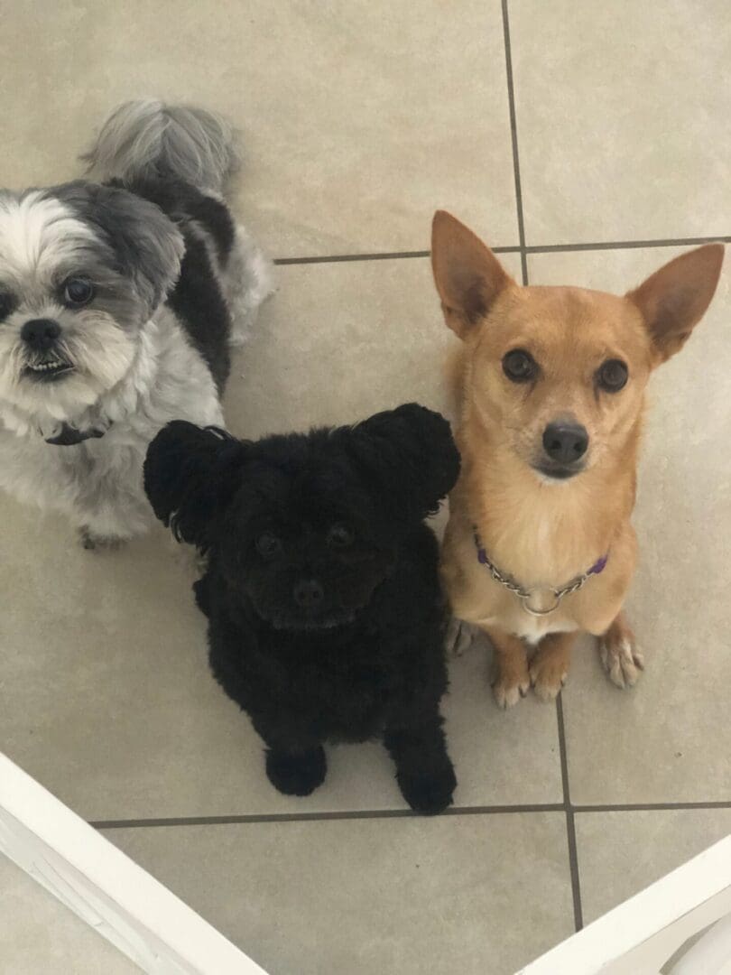 Three dogs are sitting on the floor together.