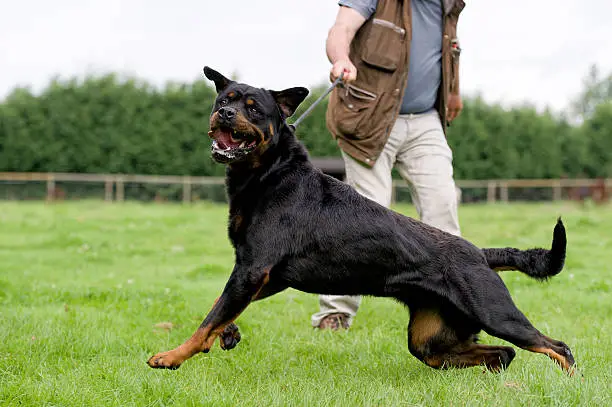 A man walking his dog in the grass.