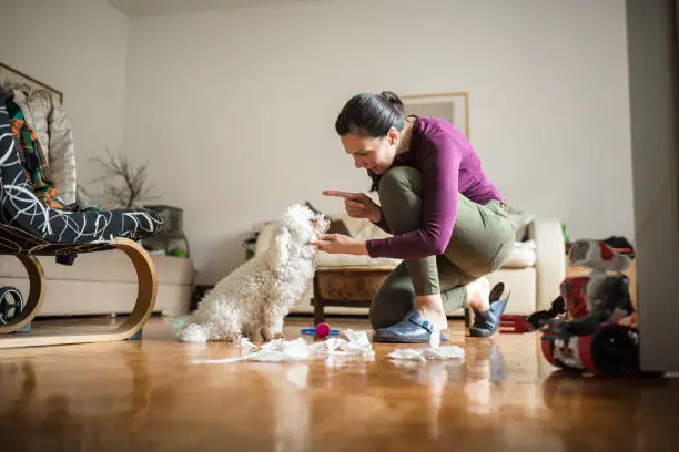 A woman kneeling down next to a dog on the floor.