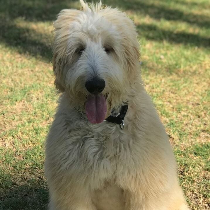 A white dog sitting in the grass with its tongue hanging out.