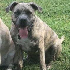 A close up of two dogs in the grass