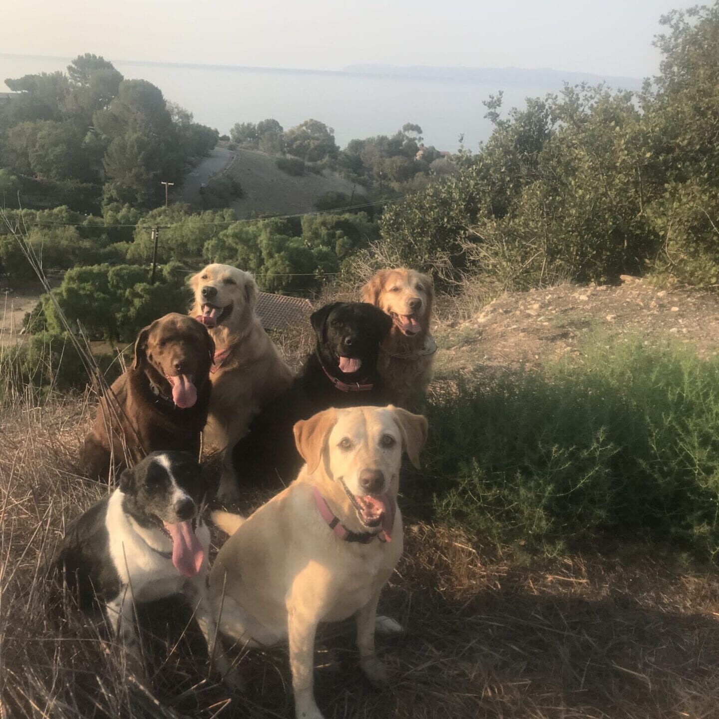 A group of dogs standing in the grass.