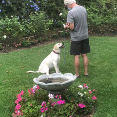 A man and his dog in the yard