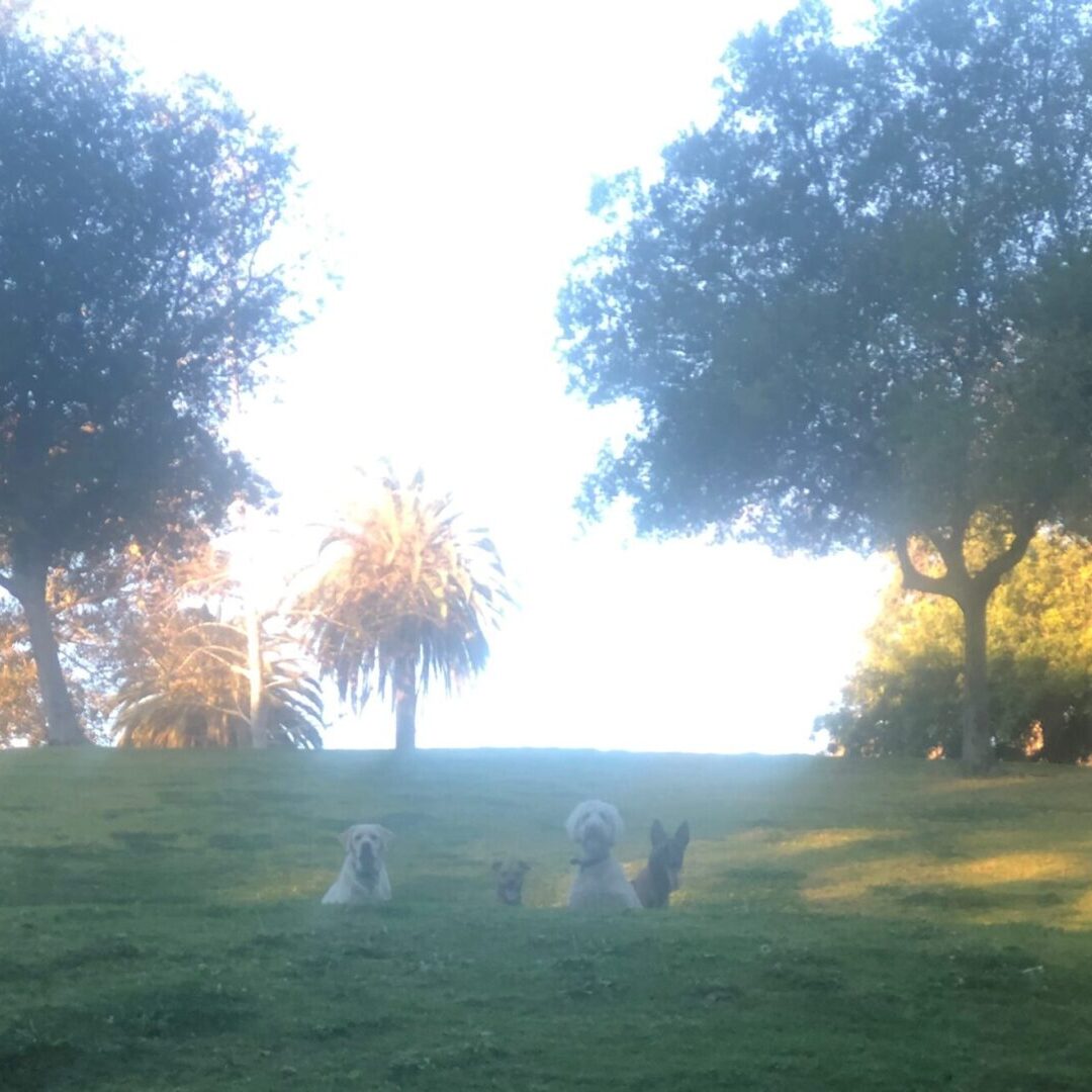 A group of dogs sitting in the grass.