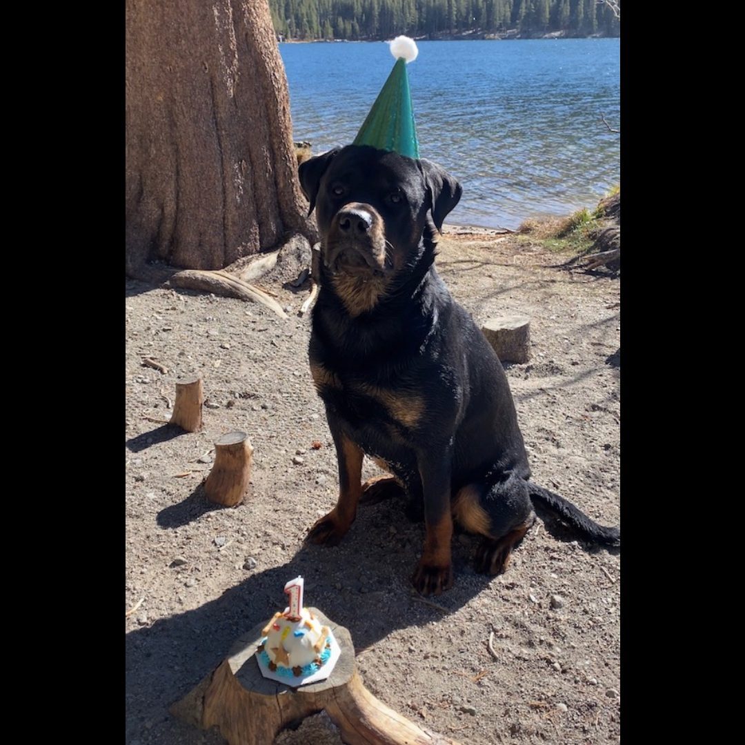 A dog wearing a birthday hat sitting on the beach.